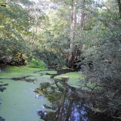 Gestion de l’Ill*wald